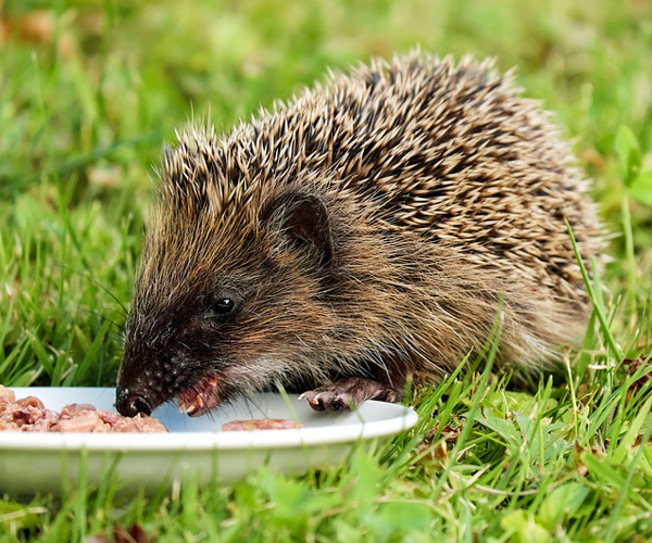 Hedgehog eating meat from saucer