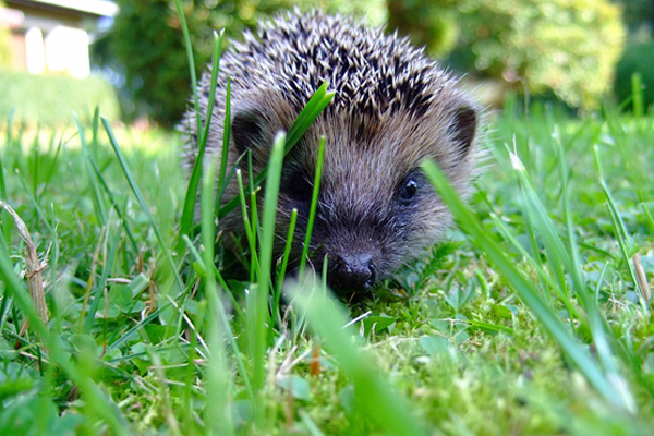 Hedgehog in long grass