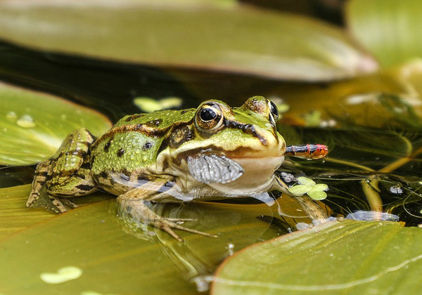 Frog in pond