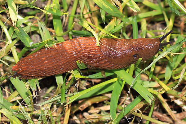 Slug in garden