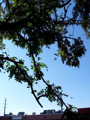 Overhanging Trees